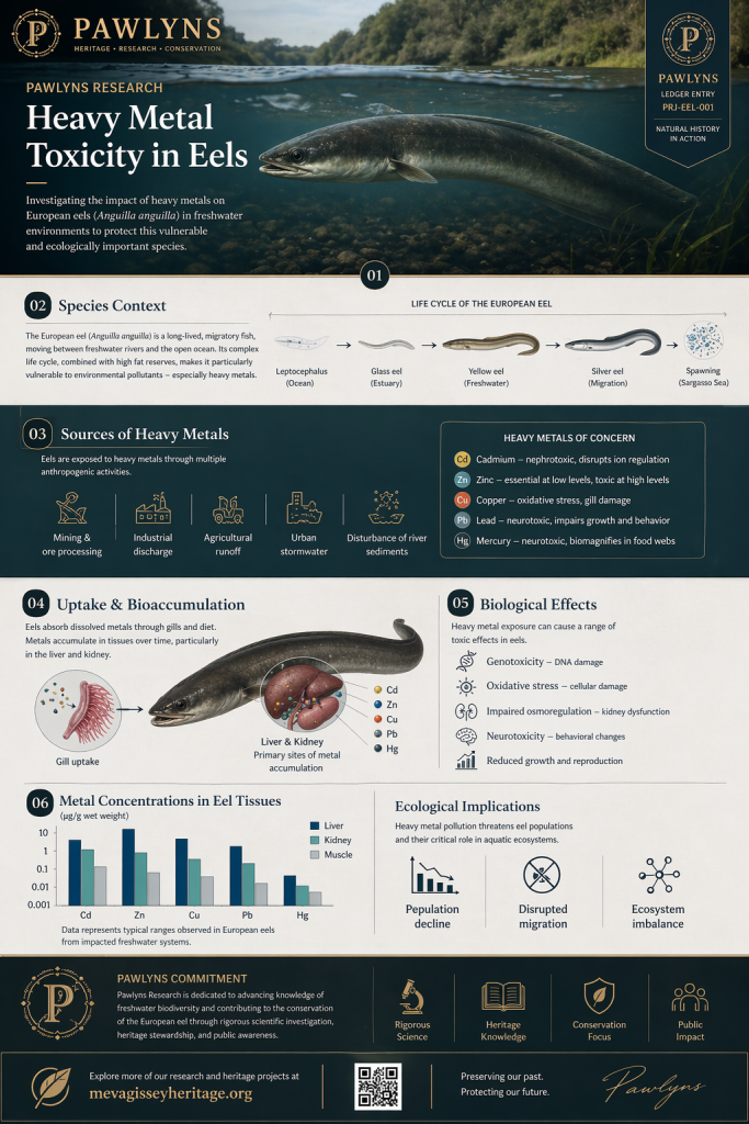 Pawlyns conservation research on glass eels, showing heavy metal contamination, migration risks, and threats to eel populations linked to the Sargasso Sea.